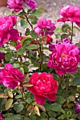 ROSA SOPHYS ROSE