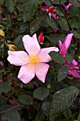 ROSA MUTABILIS