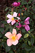 ROSA MUTABILIS