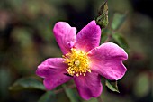 ROSA ANN