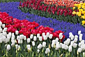 TULIPA ANTARCTICA AND TULIPA LARGO, WITH DRIFTS OF MUSCARI  AT KEUKENHOF GARDENS