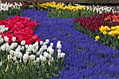 TULIPA ANTARCTICA AND TULIPA LARGO, WITH DRIFTS OF MUSCARI  AT KEUKENHOF GARDENS