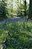 BLUEBELL WOOD AT WINTERBOURNE BOTANICAL GARDEN