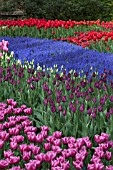 MIXED TULIPS AT KEUKENHOF GARDENS