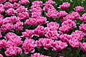 TULIPA DIOR