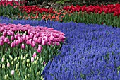 TULIPA DIOR AT KEUKENHOF GARDENS