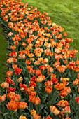 TULIPA AGA KHAN