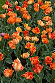 TULIPA AGA KHAN