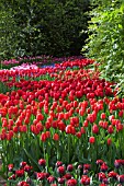 RED TULIPS AT KEUKENHOF GARDENS