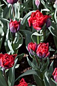 TULIPA RED PRINCESS