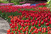 RED TULIPS AT KEUKENHOF GARDENS