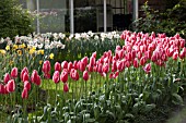 TULIPA CANDY APPLE DELIGHT AT KEUKENHOF GARDENS