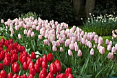 TULIPA CANDY APPLE DELIGHT AT KEUKENHOF GARDENS