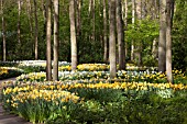 VIEW OF TULIPS AT KEUKENHOF GARDENS, AMSTERDAM