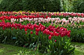 VIEW OF TULIPS AT KEUKENHOF GARDENS, AMSTERDAM