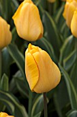 YELLOW TULIPS