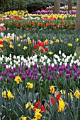 VIEW OF TULIPS AT KEUKENHOF GARDENS, AMSTERDAM