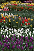 VIEW OF TULIPS AT KEUKENHOF GARDENS, AMSTERDAM