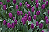 TULIPA PURPLE FLAG