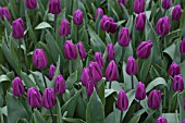 TULIPA PURPLE FLAG