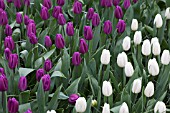 TULIPA PURPLE FLAG AND TULIPA WHITE FLAG