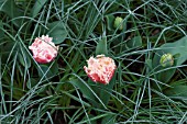 TULIPA QUEENSLAND AND CROCUS FLAVUS  GOLDEN YELLOW