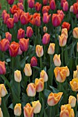 TULIPA ORANGE DYNASTY AND TULIPA SALMON DYNASTY