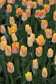 TULIPA SALMON DYNASTY