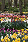 MIXED TULIPS AT KEUKENHOF GARDENS