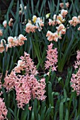 HYACINTHUS GYPSY QUEEN AND NARCISSUS RAINBOW COLOURS