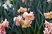 HYACINTHUS GYPSY QUEEN AND NARCISSUS RAINBOW COLOURS