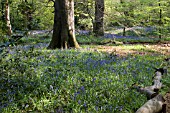 BLUEBELL WOOD AT WINTERBOURNE BOTANICAL GARDEN