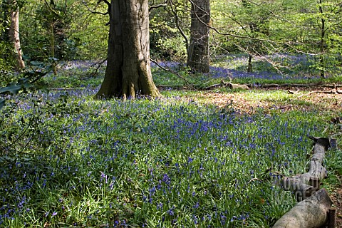 BLUEBELL_WOOD_AT_WINTERBOURNE_BOTANICAL_GARDEN