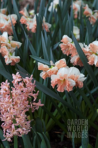 HYACINTHUS_GYPSY_QUEEN_AND_NARCISSUS_RAINBOW_COLOURS