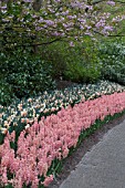 HYACINTHUS GYPSY QUEEN AND NARCISSUS RAINBOW COLOURS AT KEUKENHOF GARDENS