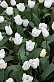 WHITE TULIPS