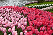 TULIPA DESIGN IMPRESSION AND TULIPA SALMON IMPRESSION AT KEUKENHOF GARDENS