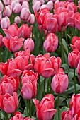 TULIPA DESIGN IMPRESSION AND TULIPA SALMON IMPRESSION