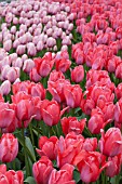 TULIPA DESIGN IMPRESSION AND TULIPA SALMON IMPRESSION