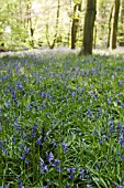 BLUEBELL WOOD AT WINTERBOURNE BOTANICAL GARDEN