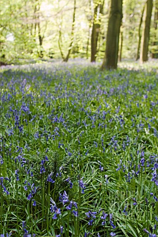 BLUEBELL_WOOD_AT_WINTERBOURNE_BOTANICAL_GARDEN