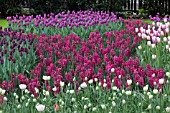 MIXED TULIPS AT KEUKENHOF GARDENS