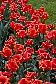 TULIPA TREASURE