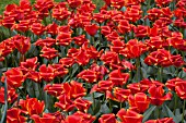 TULIPA TREASURE