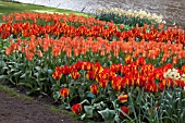 TULIPA KIEV AT KEUKENHOF GARDENS