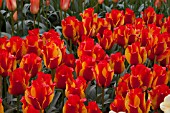 TULIPA KIEV