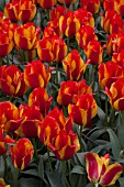 TULIPA KIEV