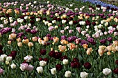 MIXED TULIPS AT KEUKENHOF GARDENS