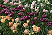 MIXED TULIPS AT KEUKENHOF GARDENS