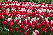 MIXED TULIPS AT KEUKENHOF GARDENS